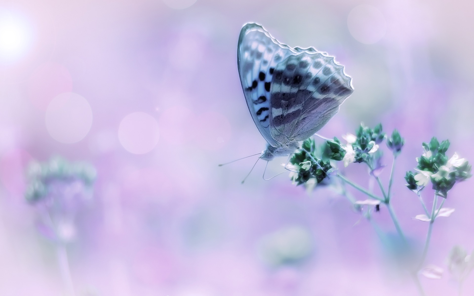 butterfly-3019976_1920